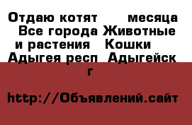 Отдаю котят. 1,5 месяца - Все города Животные и растения » Кошки   . Адыгея респ.,Адыгейск г.